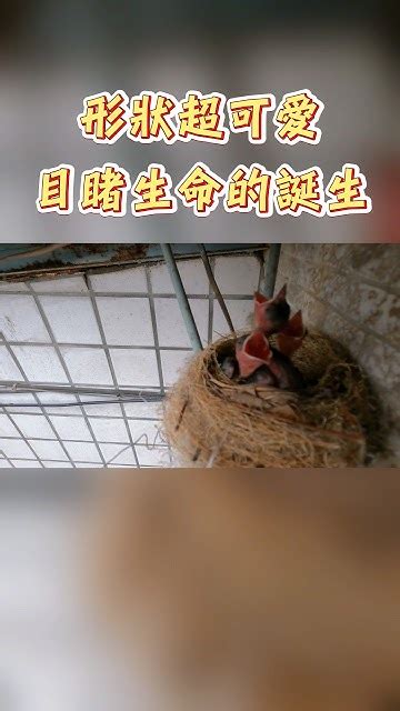 鳥來家裡築巢 風水